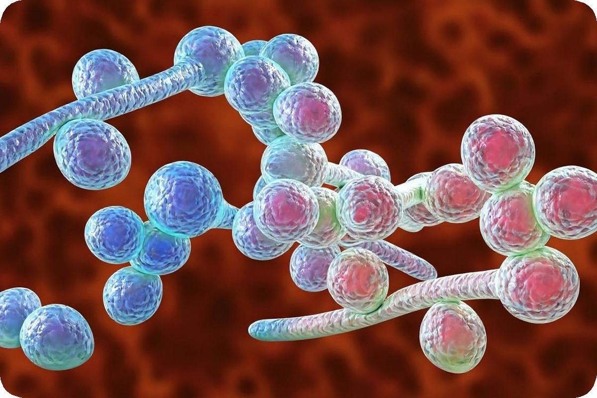 Curso Básico de Micología Médica - recto copia